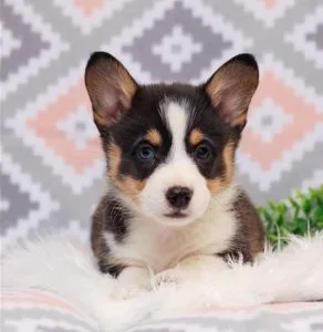 Welsh Corgi Pembroke
