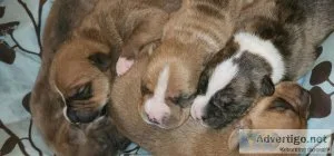 Puppies