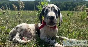 Euro Great Dane Puppies AKC registered