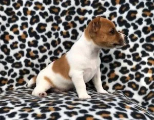Stunning Jack Russell puppies