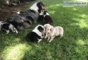 Great Australian Shepherd Puppies Available 