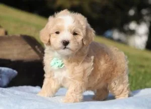 stunning  Maltipoo puppies
