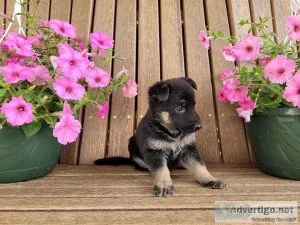 German Shepherd Dog puppies for sale
