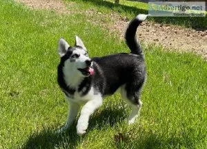 Siberian Husky puppies for sale