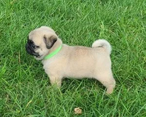 AKC Reg MF Pug puppies for sale