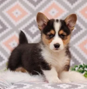 Welsh Corgi Pembroke