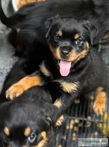 Rottweiler Puppies for sale
