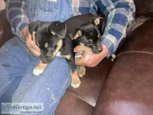 Adorable Texas Heeler puppies