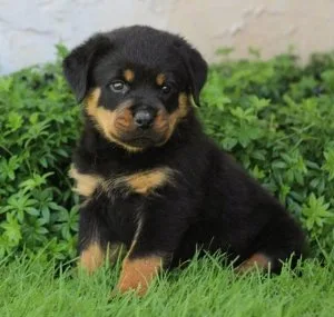 Zealous Rottweiler Puppies Available