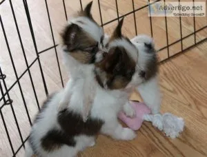 Healthy Papillon Puppies For Sale.