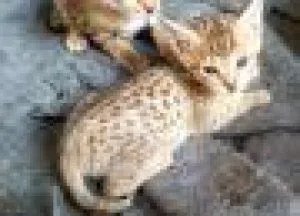 We Sell serval an Savannah Kittens 200