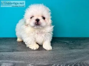 White Pekingese Puppies Available For New Homes  Text  334-357-6