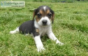 Quarterly Beagle Puppies Available For Sale