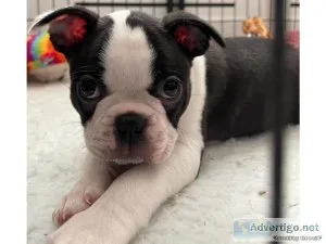 Cuty Boston terrier puppies for sale