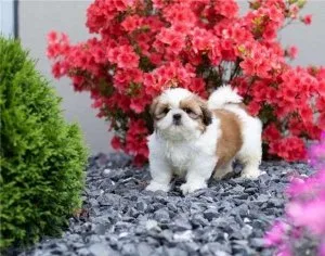 Gorgeous Shih Tzu Puppies Available Now