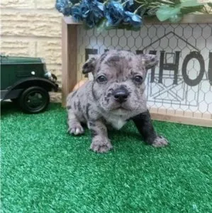 Courageous French Bulldog Puppies For Sale
