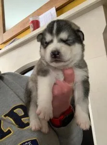 AKC and Health Tested Alaskan Malamute Ready