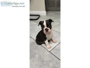 Boston terrier puppies for sale. Pups are being wormed every 2 w