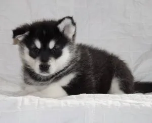 Energetic Alaskan Malamute Puppies For Sale