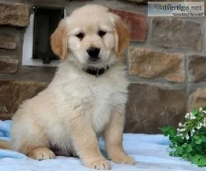 Princess Golden Retriever Puppies For sale