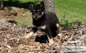 Beautiful Shiba Inu puppies Available.