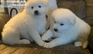 Nervous White Samoyed Puppies
