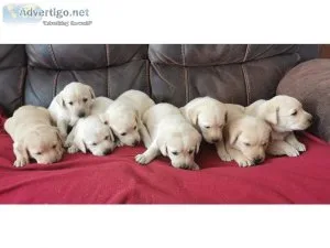 Run Town Labrador Retriever Available Now  Text  334-357-6330