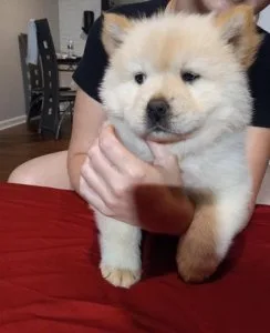 Cautious Chow Chow Puppies For Sale