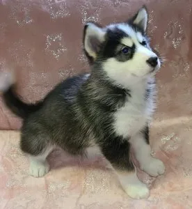 Dapper Alaskan Malamute Puppies Available Now