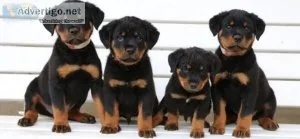 Astonished Rottweiler puppies.