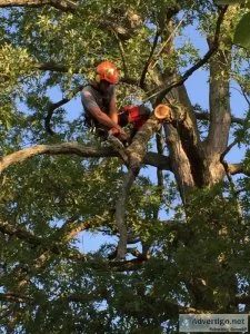 When Arborists Should Use Tree Climbing Spikes