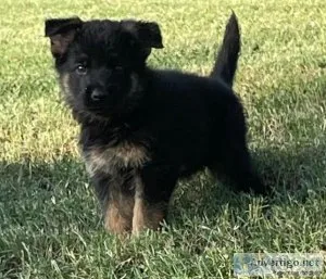Far-flung German Shepherd Puppies For Sale