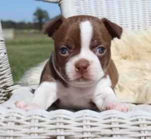 Healthy Boston Terrier puppies looking for a good home.