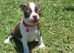 Super Adorable Boston Terrier Puppies
