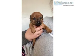 Patterdale Terrier Puppies For Rehoming  Text  334-357-6330