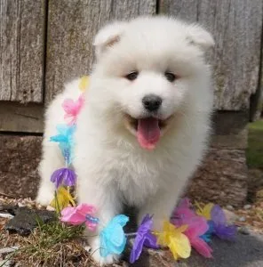 Light Shine Samoyed Puppies For Sale