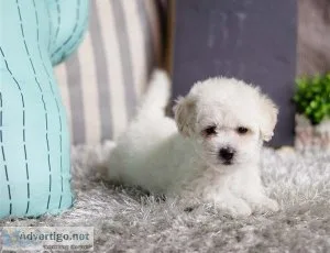Ginger Maltipom puppies for sale