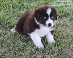 Tender Australian Shepherd Puppies For Sale
