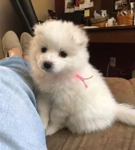 Radiant White American Eskimo Puppies For Sale