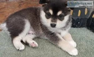 Smiling Alaskan Klee Kia Puppies For Sale