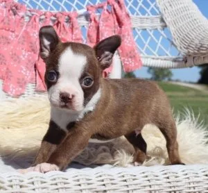 AKC registered Boston Terrier Puppies