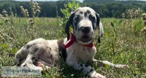 Famous Great Dane Puppies For Sale