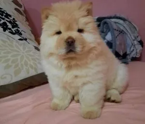 Idealistic Chow Chow Puppies Ready Now