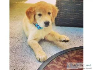 GORGEOUS GOLDEN RETRIEVER PUPPY FOR ADOPTION