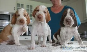 Beautiful Bracco Italiano Puppies