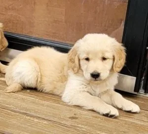 Thick Golden Retriever Puppies Available Now.