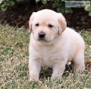 Labrador Retriever puppies for sale