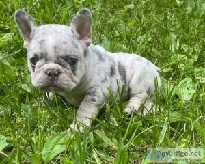 Wasteful Merle French Bulldog Puppies For Sale