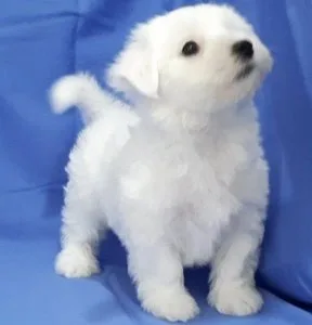 Gorgeous Male and female Maltese Puppies