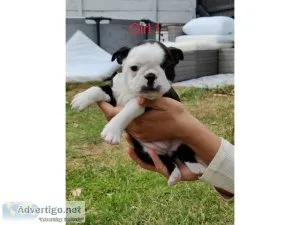 Perfect Boston terrier puppies for sale